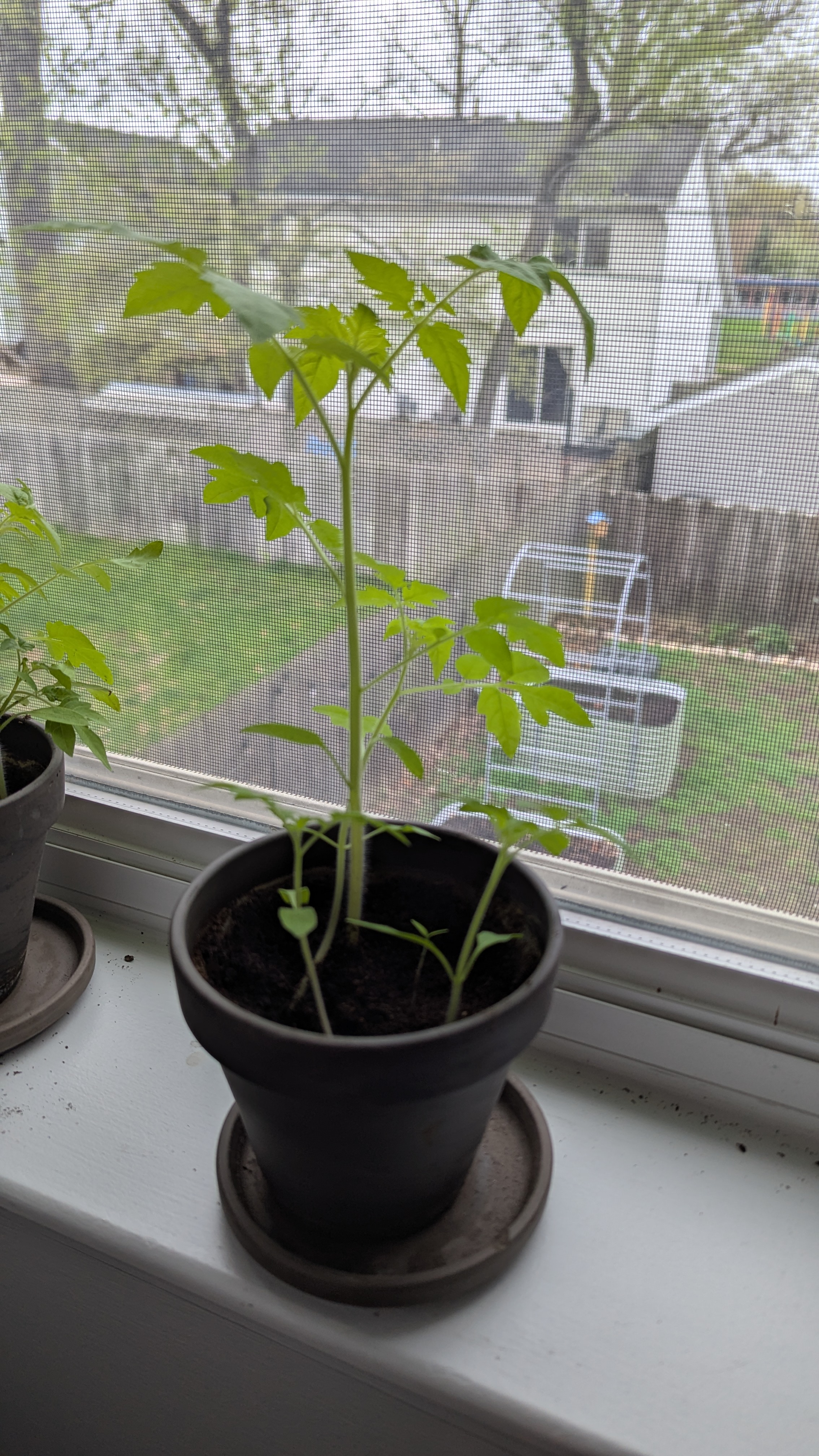 A small pot on a window sill with 4 small tomato plants in it. One of the plants is getting particularly tall, probably about 8-10 inches.