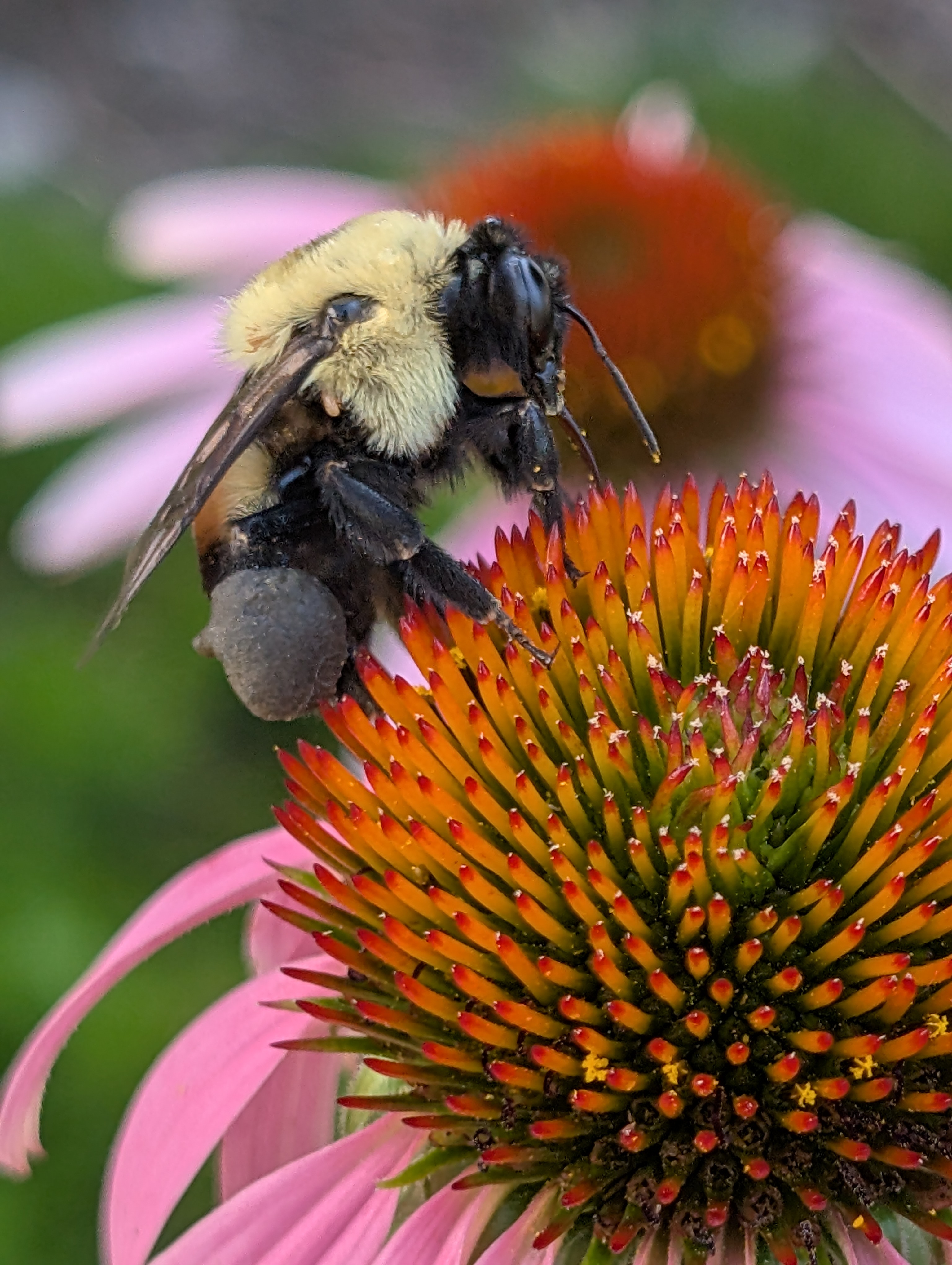A bumblebee on a purple coneflower. The bee has a fuzzy yellow mane around its shoulders and back, and a brown-ish patch on its back which is why I think it's a Brown-Belted Bumblebee. The bee has a big grayish-yellow pollen sac on its hind leg. Some bee species' females have 'pollen baskets' on their hind legs which pollen accumulates in as they go from flower to flower. The photo is an extreme close-up which reveals a lot of detail; you can see little yellow specs of pollen on the flower and on the bee's face.