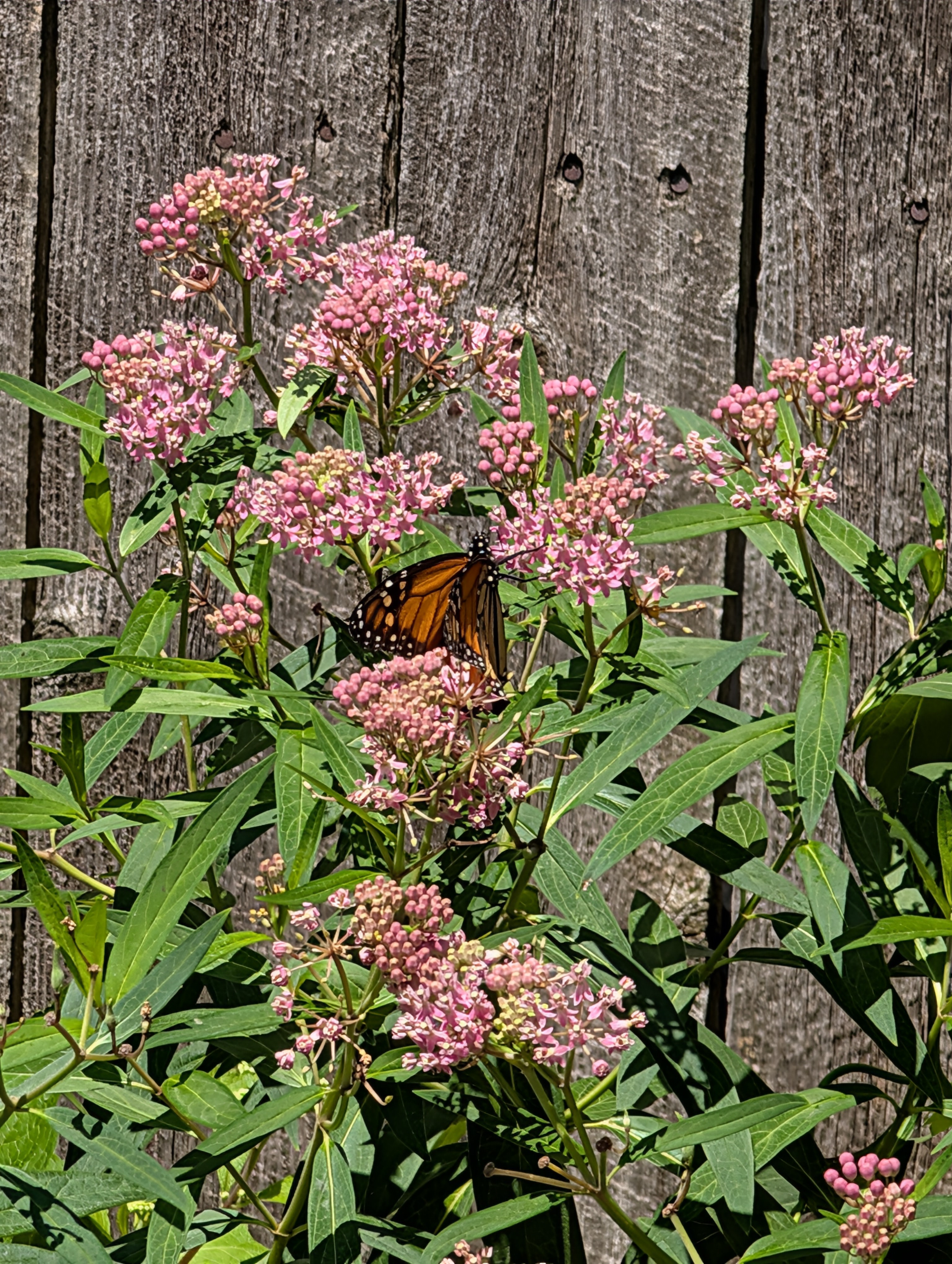 A Monarch Butterfly eating nectar from Swamp Milkweed flowers. Monarch Butterflies have black bodies with white spots, and their wings are orange with black lines running through them and more black and white spots along the edges. This is not a great shot from a distance because I have found that Monarchs are annoyingly skittish and don't like me taking photos of them.
