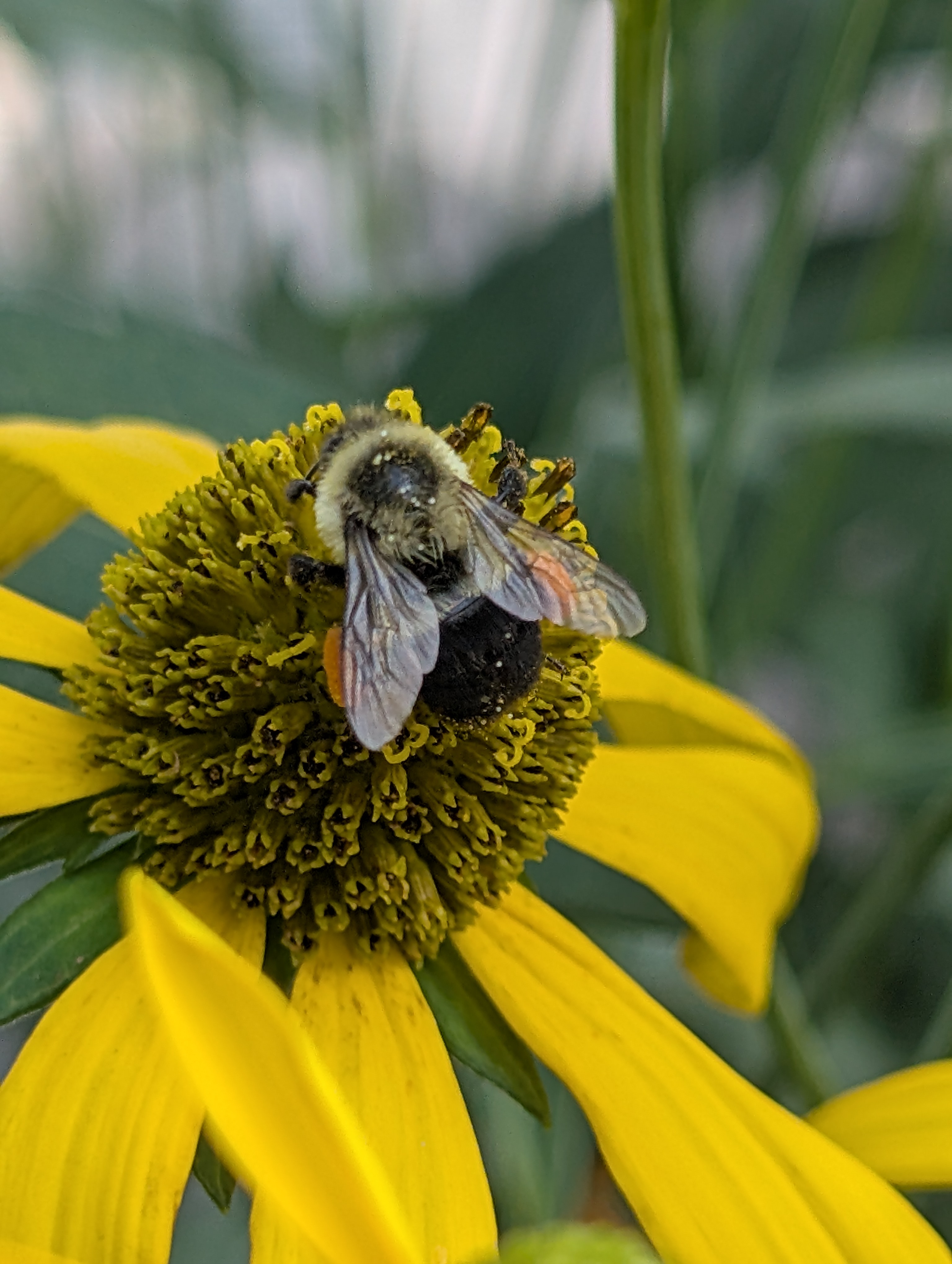 A close-up shot of a fuzzy little bumblebee on a Cutleaf Coneflower. The bee has gathered two orange pollen sacs, one on each hind leg.