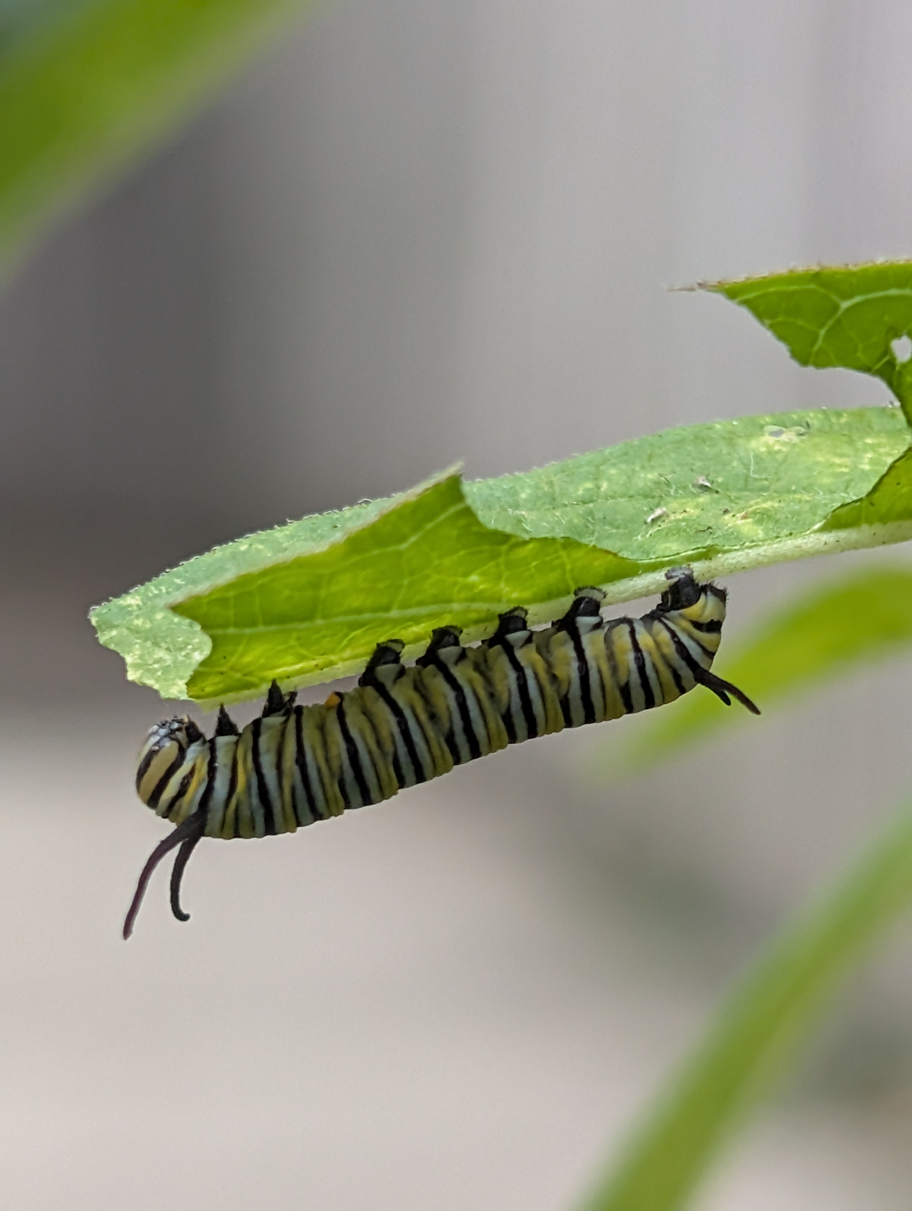 A smaller monarch butterfly caterpillar on the underside of a swamp milkweed leaf, nibbling on the end of it.