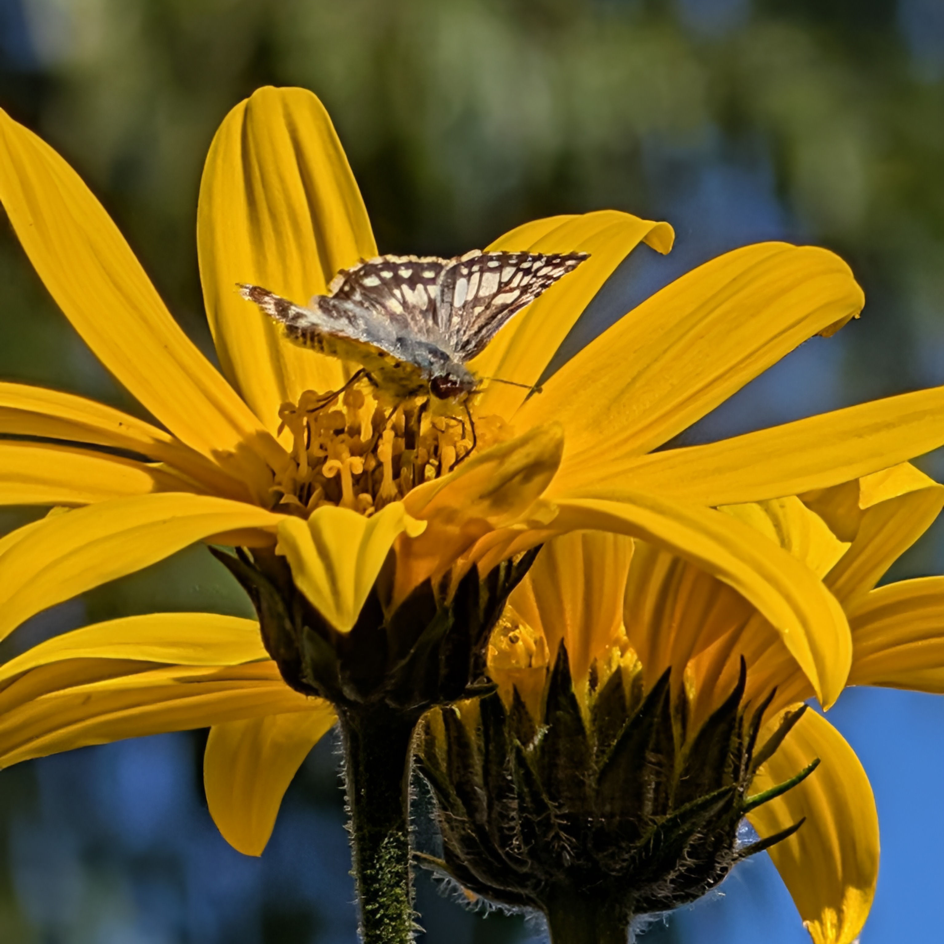 A close-up shot of a Common Checkered Skipper on a Jerusalem Artichoke flower. The flower is bright yellow with medium-length petals that come to a point. These plants are in the sunflower family and can grow up to 10 feet tall. The skipper is a small butterfly with brown and white spotted wings.